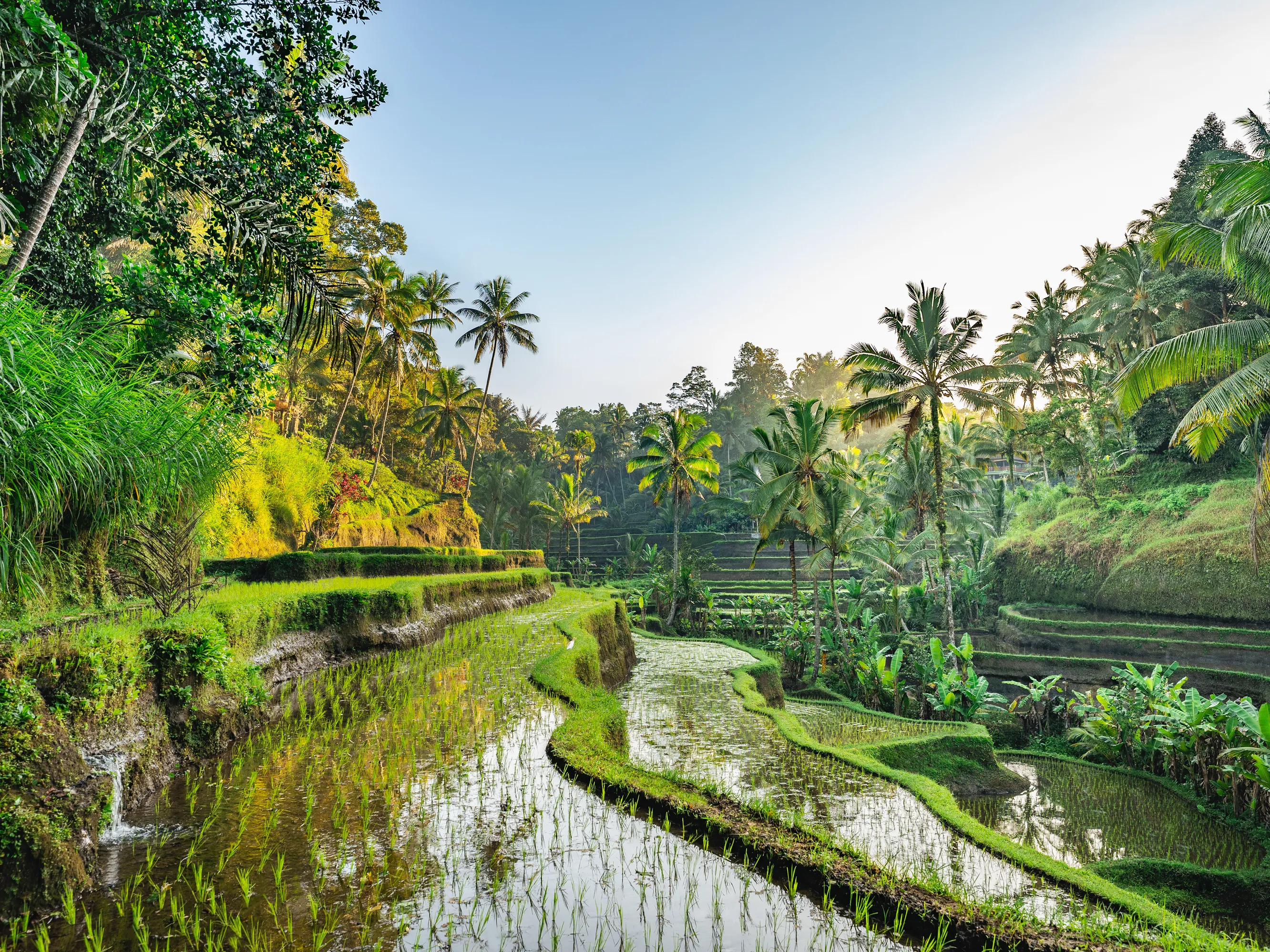 Ruộng bậc thang Tegalalang ở Ubud, Bali với những hàng cọ xanh mướt và kênh nước